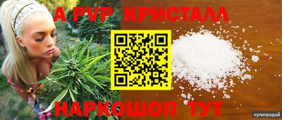 гашик Кингисепп